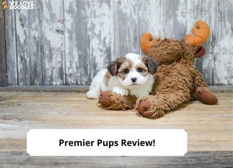 premier pups reviews|is premier pups reputable.